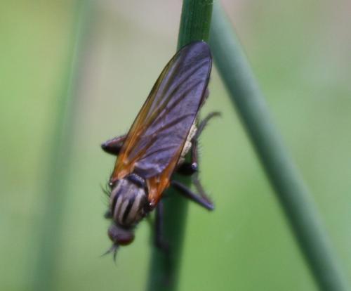 Empis tessellata